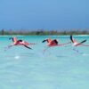 Las Coloradas & Rio Lagartos