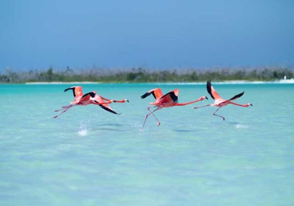Las Coloradas & Rio Lagartos