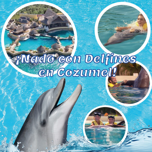 Nado con Delfines en Cozumel