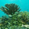 Isla mujeres en Fragata Catamarán