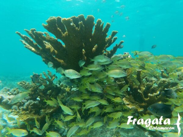 Isla mujeres en Fragata Catamarán
